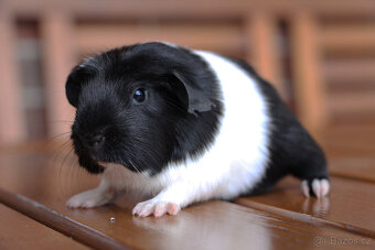 Krátkosrsté morče, morčátko, morčata s PP - 6