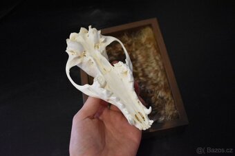 Dekorativní rámeček s lebkou - 6