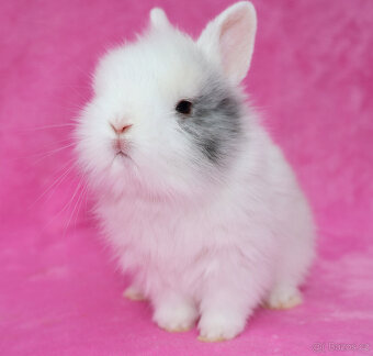 Zakrslý krátkouchý králíček lvíček . Sameček - 6