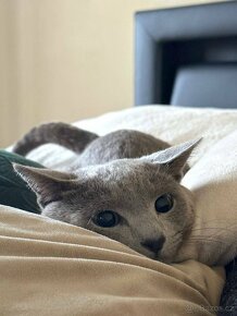 Ruská modrá kocour ke krytí - 6