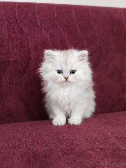 Perská koťátka - 6
