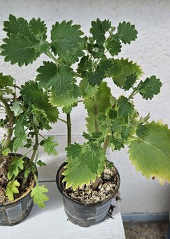 Rýmovníky & Chřipkovník & Migrénovník - 6