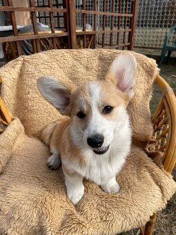 Corgi - 6