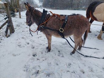 Postroj pro pony nebo osla chomoutovy - 6