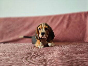 BEAGLE - bigl, beautiful puppies ZKwP/ FCI - 6