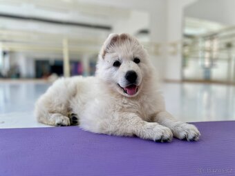 YogaPets - Jóga se štěňátky / štěňaty v Praze - 6