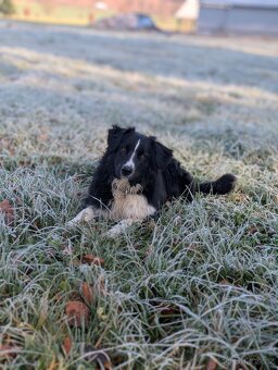 Australský ovčák s PP - 6