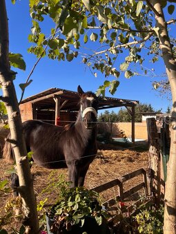 Shanim někoho ke koním - 6