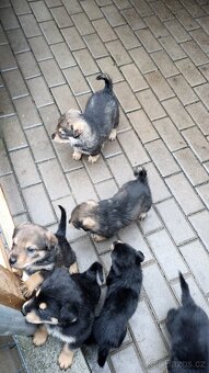 Prodam štěňata Rotvajller - Československý vlčák - 6