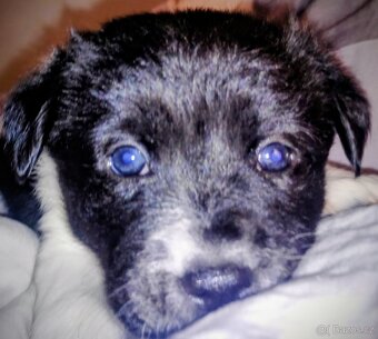 Prodám štěňátka středního vzrůstu - 6