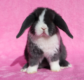 Zakrslý modrooký NHD beránek maličká samička s VP. - 6