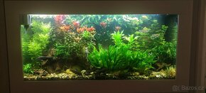 Rostliny akvarijní - 6