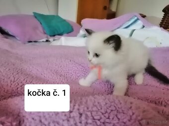 Ragdoll koťátka - 6