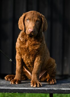 Hnědý retriever(jako hnědý labrador-chesapeake)sPP - 6