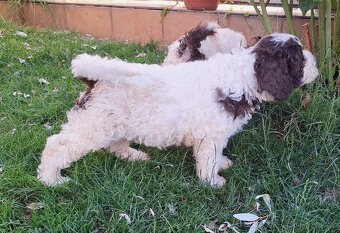 Lagotto romagnolo s PP (italský vodní pes) - 6