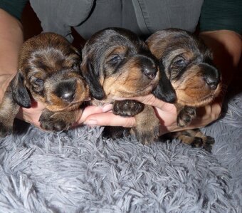 Jezevčík standard drsnosrstý s PP - 6