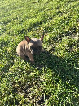 Francouzský buldoček - 6