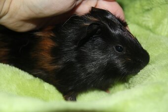 Morčecí chlapečci - 6