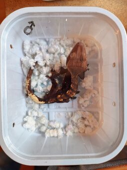 Pagekon řasnatý ( Rhacodaktylus Ciliatus) - 6