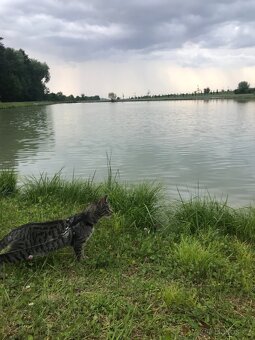 Daruji tříletou kočičku - 6