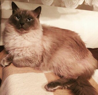 Daruji kocourka Ragdoll 7let do dobrých rukou - 6