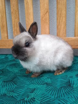 Zakrslý siamský žlutý MINI sameček - 6