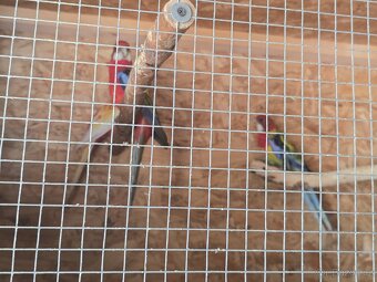 Rozela rubino a pestrá - 6