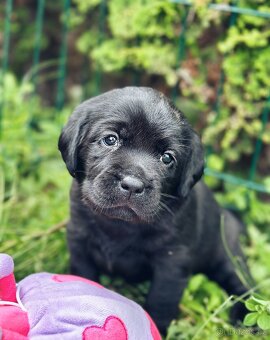 Labradorský Retriever s PP - 6