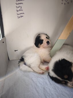 Šteniatko tornjaka s PP - 6