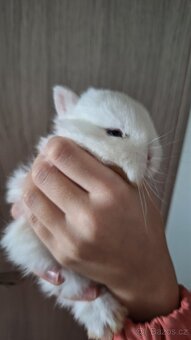 Zakrslý Hermelín - 6