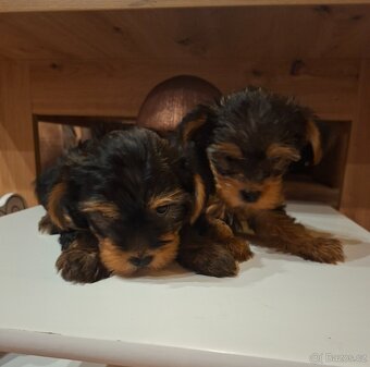 Jorkšírský teriér bez pp - 6