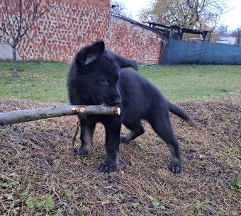 Německý ovčák - štěňata - 6