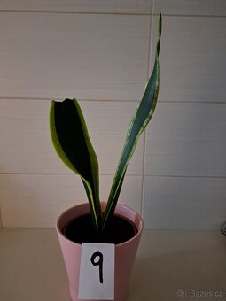 Sansevieria "tchynin jazyk" - 6