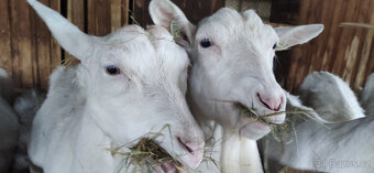 PLEMENNÉ KOZY BÍLÉ KRATKOSRSTÉ- BIO CHOV PLEMENNÝCH KOZ VČET - 6