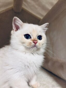 Britská koťátka činčily k odbery hned - 6