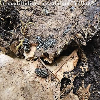 ISOPODY·STÍNKY - Fauna trhy Ostrava 14.12. - 6