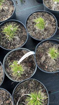 Borovice c2 doprava - 6