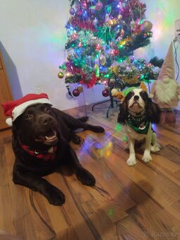 Labradorský retrívr s PP krytí - 6