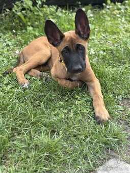 Prodám belgického ovčáka malinoise - 6