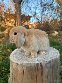 Minilop zakrslý beránek - 6