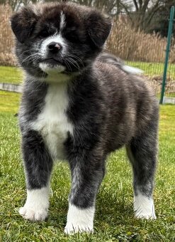 Akita inu s PP POSLEDNÍ FENA ŽÍHANÁ - 6