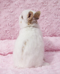 Zakrslý krátkouchý králíček , malinký kluk s VP - 6
