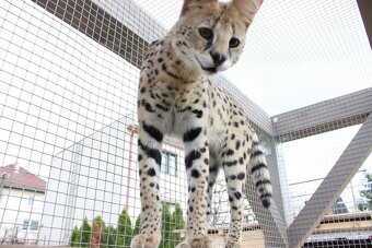 Serval stepny - 6