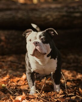 american bully pocket - 6