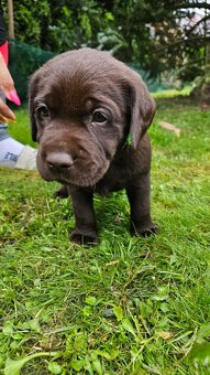 Štěňata hnědého labradora - 6
