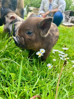 Selátka Kune Kune - 6