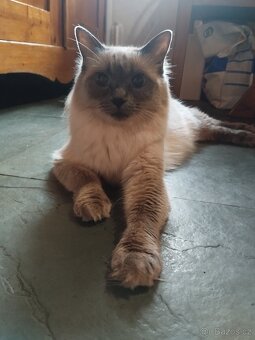 Ragdoll koťata - 6