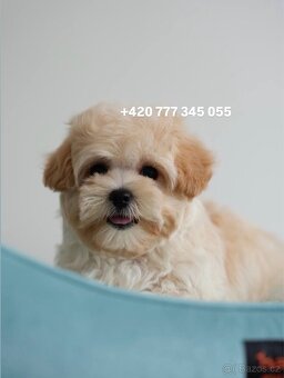 Maltipoo chlapeček ve světlé karamelové barvě - 6