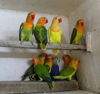 Agapornis fischeri - 6