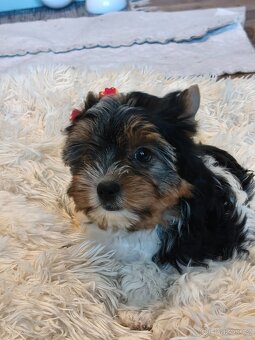 Biewer teriér (jork)-kluk s PP - 6